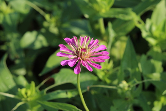 百日草 百日菊