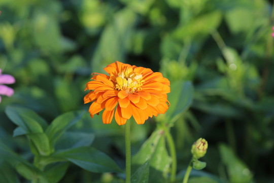 百日草 百日菊