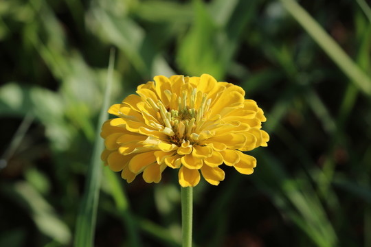 百日草 百日菊