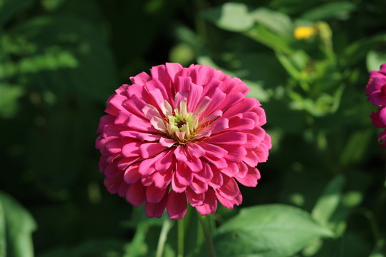 百日草 百日菊