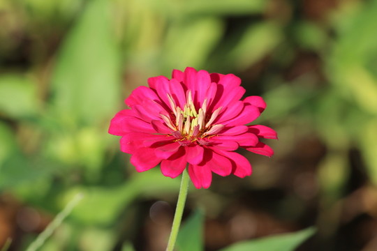 百日草 百日菊