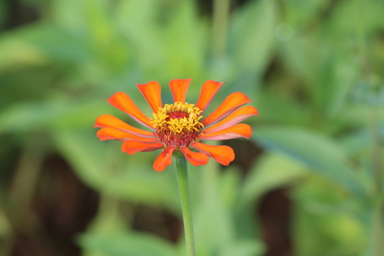 百日草 百日菊