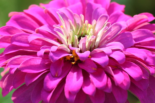 百日草 百日菊