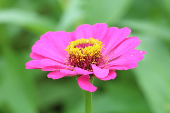 百日草 百日菊