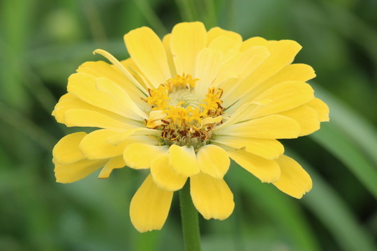 百日草 百日菊