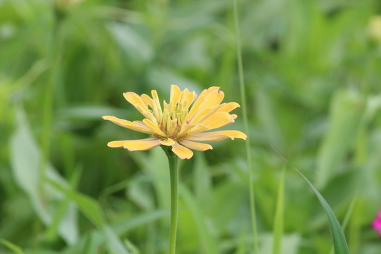 百日草 百日菊