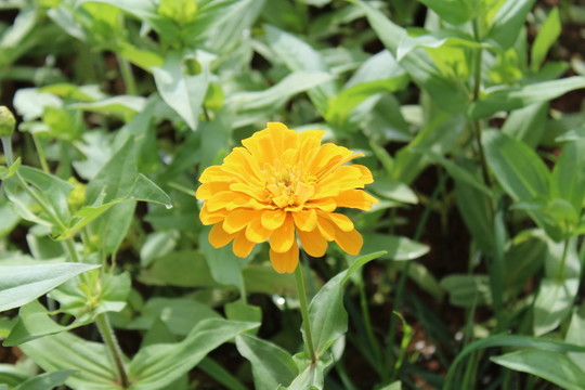 百日草 百日菊