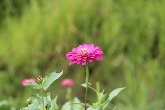 百日草 百日菊