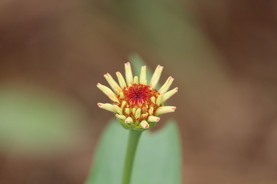 百日草 百日菊