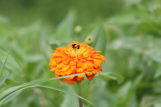 百日草 百日菊