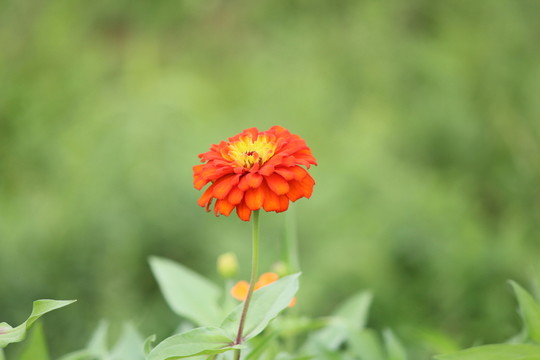 百日草 百日菊