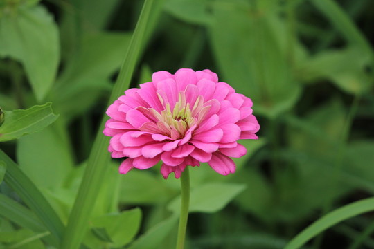 百日草 百日菊