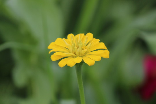 百日草 百日菊