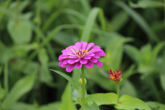 百日草 百日菊