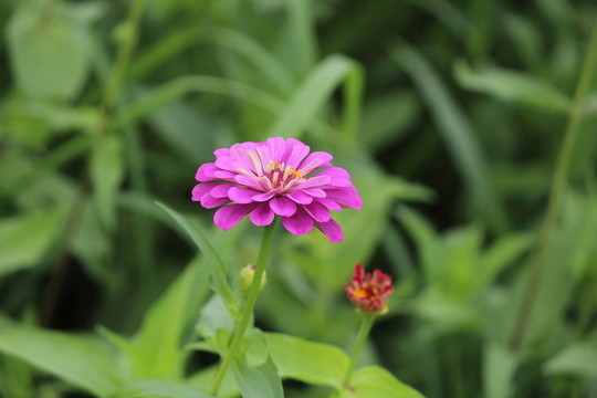 百日草 百日菊