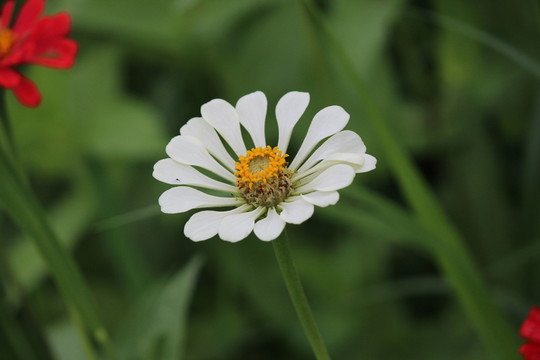 百日草 百日菊 白花