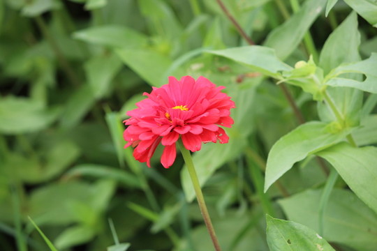 百日草 百日菊 紅花