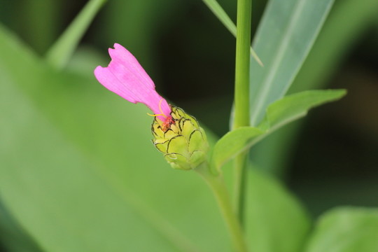 百日草 百日菊 花