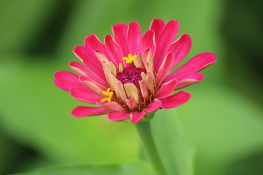 百日草 百日菊 紅花