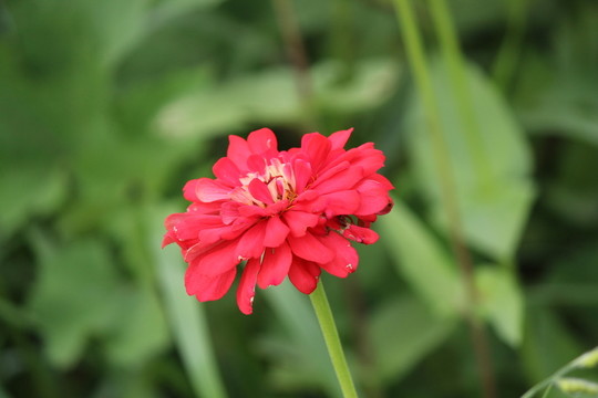 百日草 百日菊 紅花