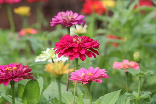 百日草 百日菊 紅花