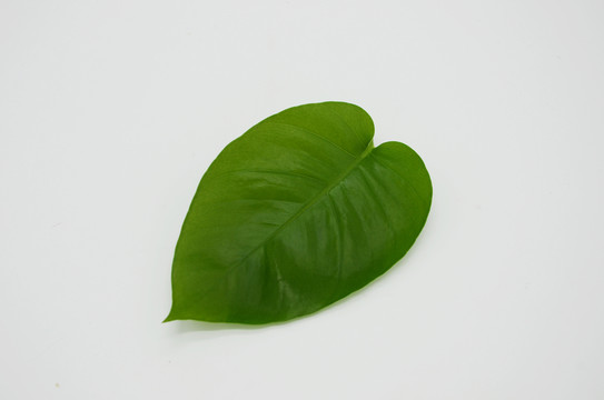綠葉