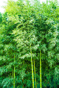 竹林 綠竹 竹子