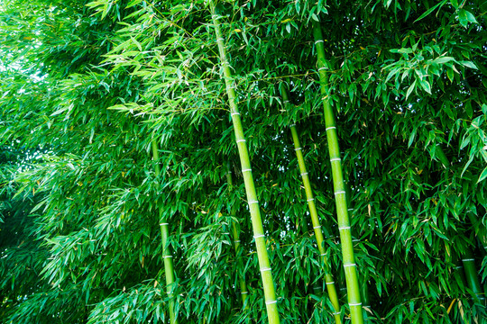 竹林 綠竹 竹子