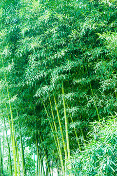 竹林 綠竹 竹子