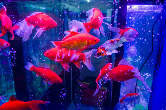 金魚