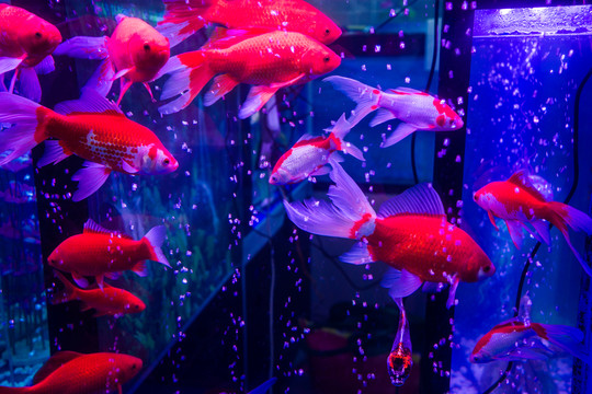 金魚(yú)