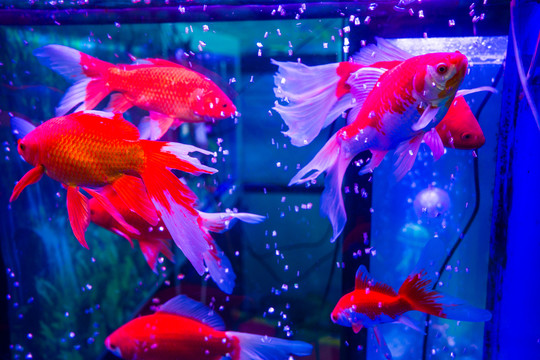 金魚