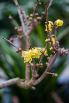 臘梅花