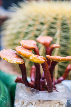 靈芝