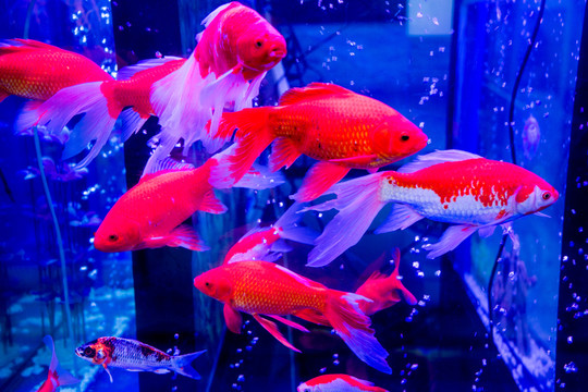 金魚