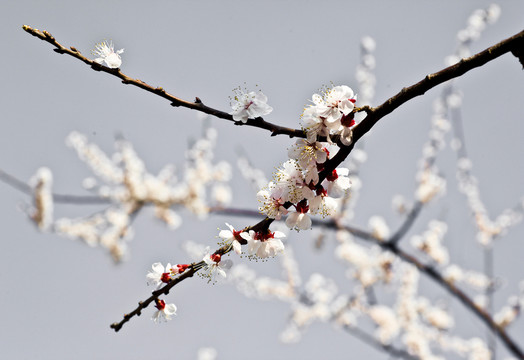 一枝梅花