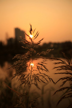 夕陽下的蘆葦