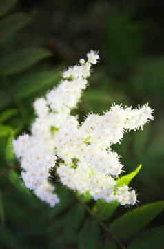 丁香花特寫