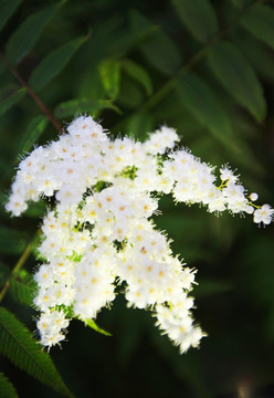 丁香花