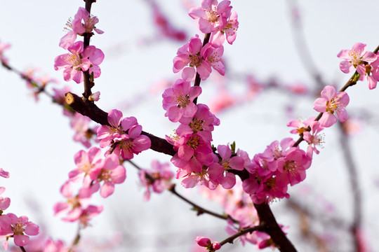 桃花