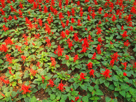 一串紅 花