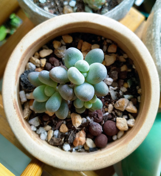 多肉植物桃美人