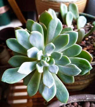 多肉植物青星