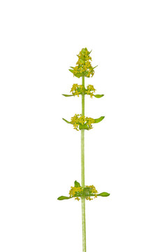Crosswort（十字laevipes）