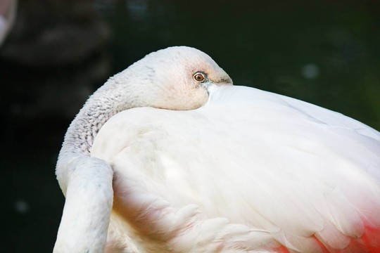 粉紅色的火烈鳥