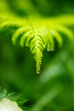 雨中蕨類