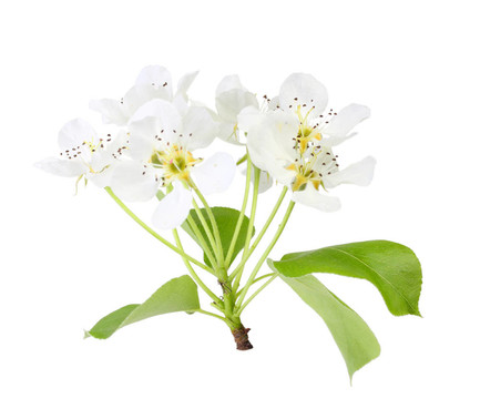 蘋果樹的枝，葉和白花