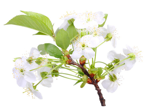 蘋果花枝