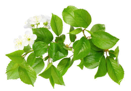 有葉白花的梅花科