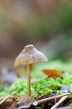 蘑菇在秋天